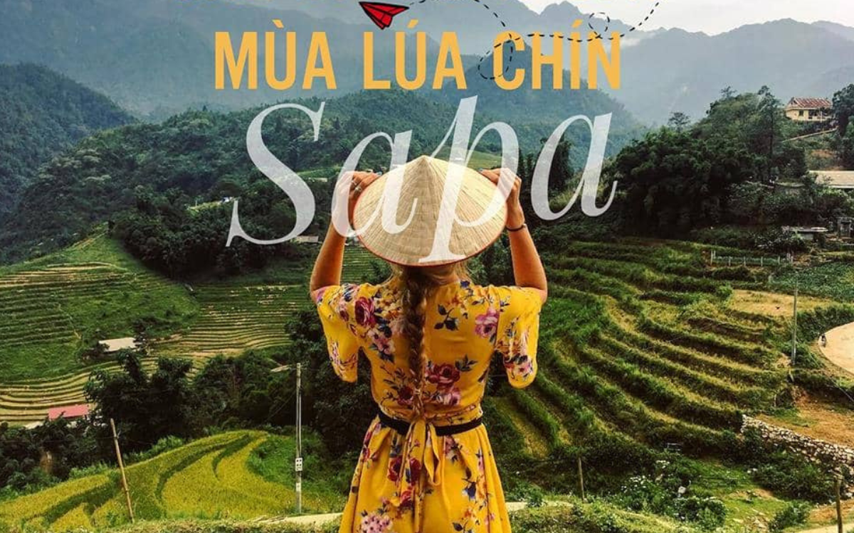 Mùa lúa chín Sapa